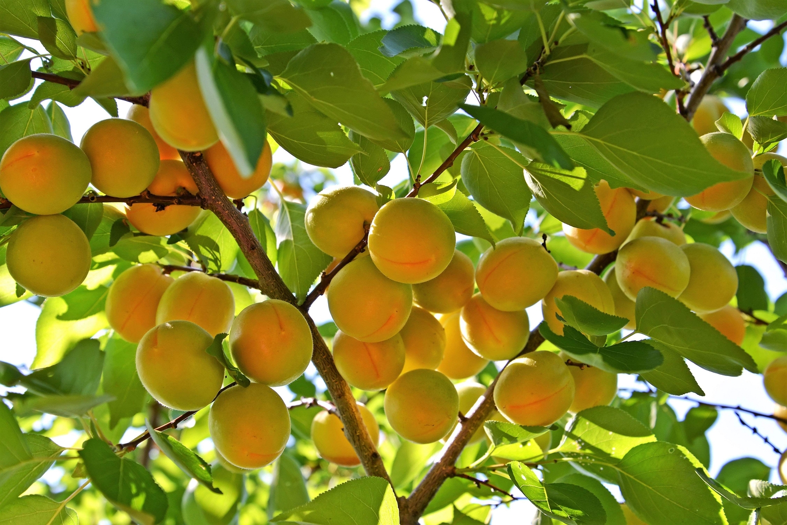 5 COMMON APRICOT Fruit Tree Prunus Armeniaca White Pink Flower Seeds