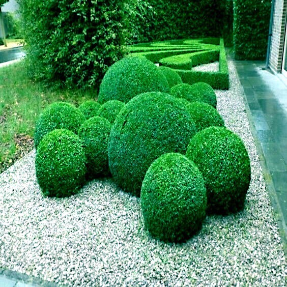 Common English Boxwood Tree Seeds (Buxus sempervirens) Hardy Landscaping Shrub