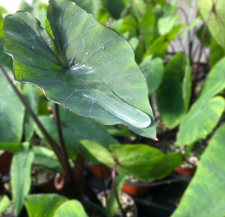 Tea Cup Colocasia Plant – 6-12″ Tall – Tropical Elephant Ear for Containers