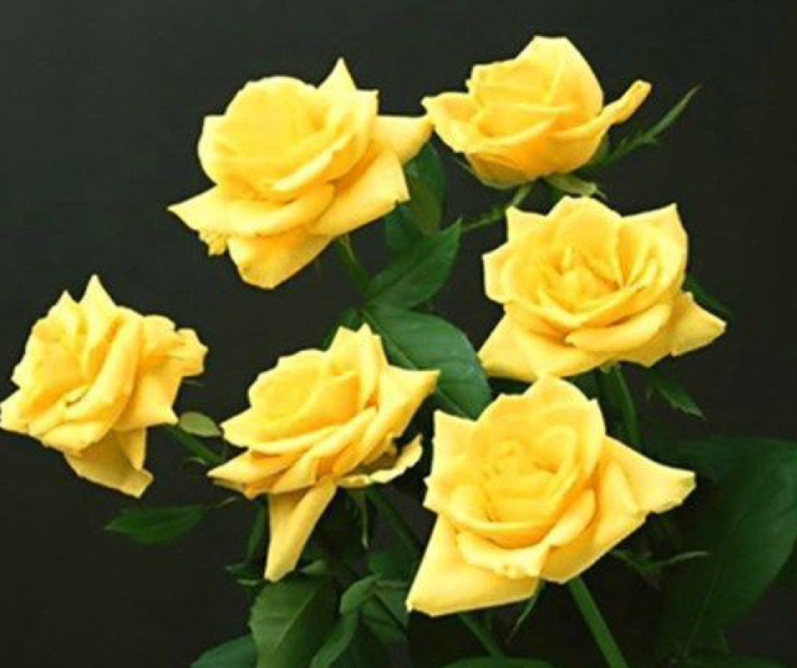 20 CLASSIC STYLE ROSE SEEDS home garden flower plant bush diy Rosas hybrid tea