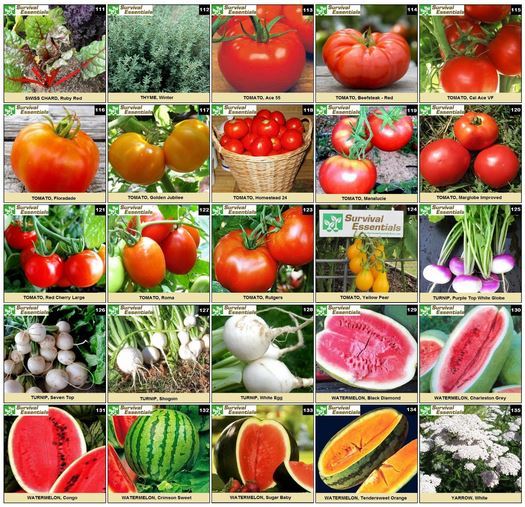 Heirloom Non Hybrid GMO Seed Organic Fruit Vegetable Disaster Emergency Garden
