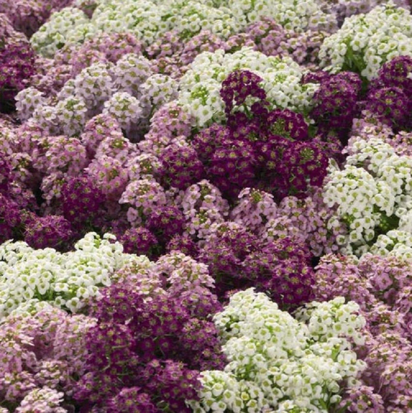 100 Alyssum Seeds Wonderland Mulberry Mix Ground Cover