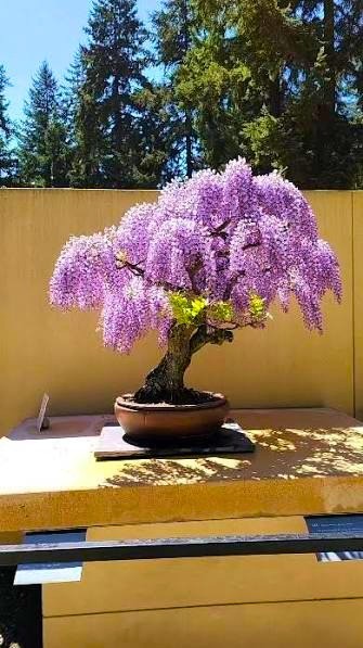 100 Purple Wisteria Flowering Bonsai Tree Seeds & FREE Growing Guide – USA 2026