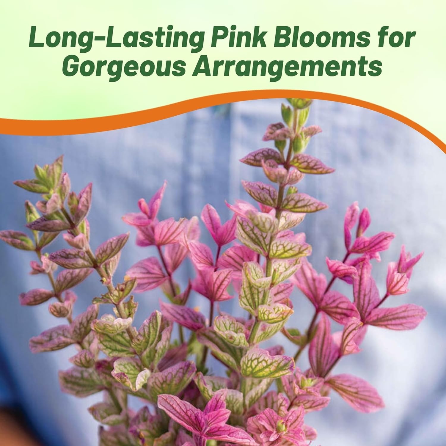 1000 Seeds Pink Sage Salvia Seed For Planting – Salvia Pink Sunday Flower Seed