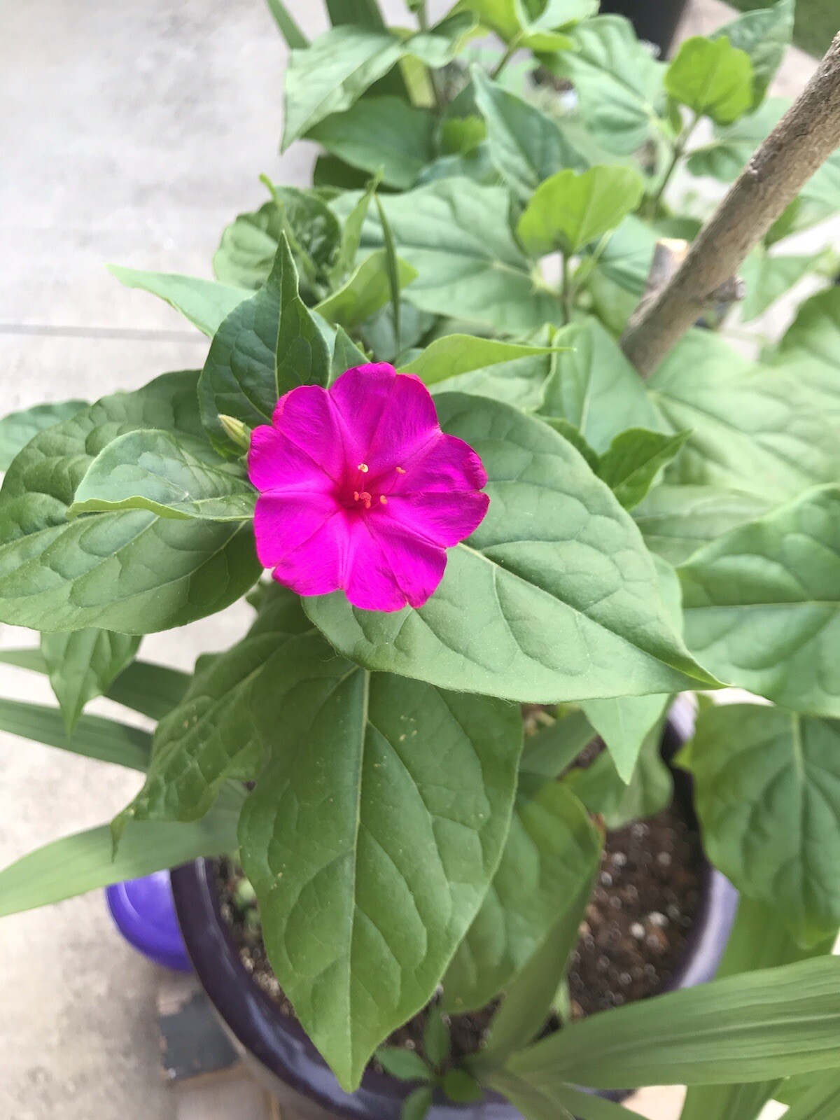 Mirabilis jalapa 4 o’clock seeds magenta pink 25 SEEDS
