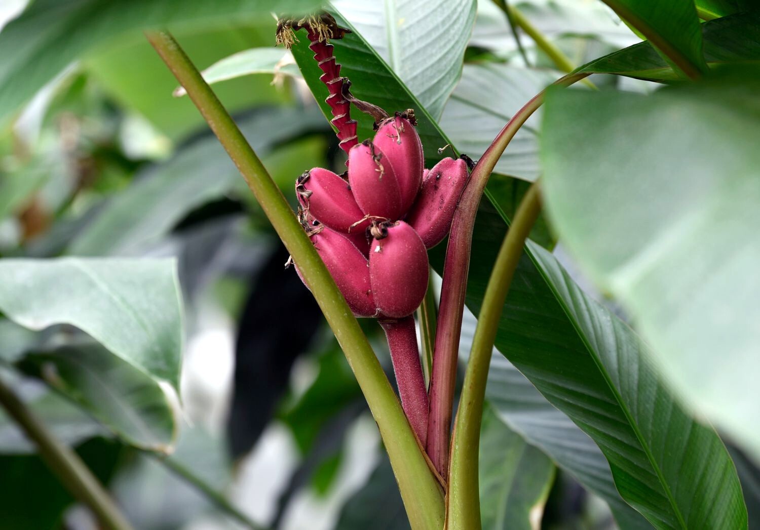 Pink Dwarf Banana Tree Fruit Plant Seeds (Musa velutina) Rare Fast Hardy-Zone 7b