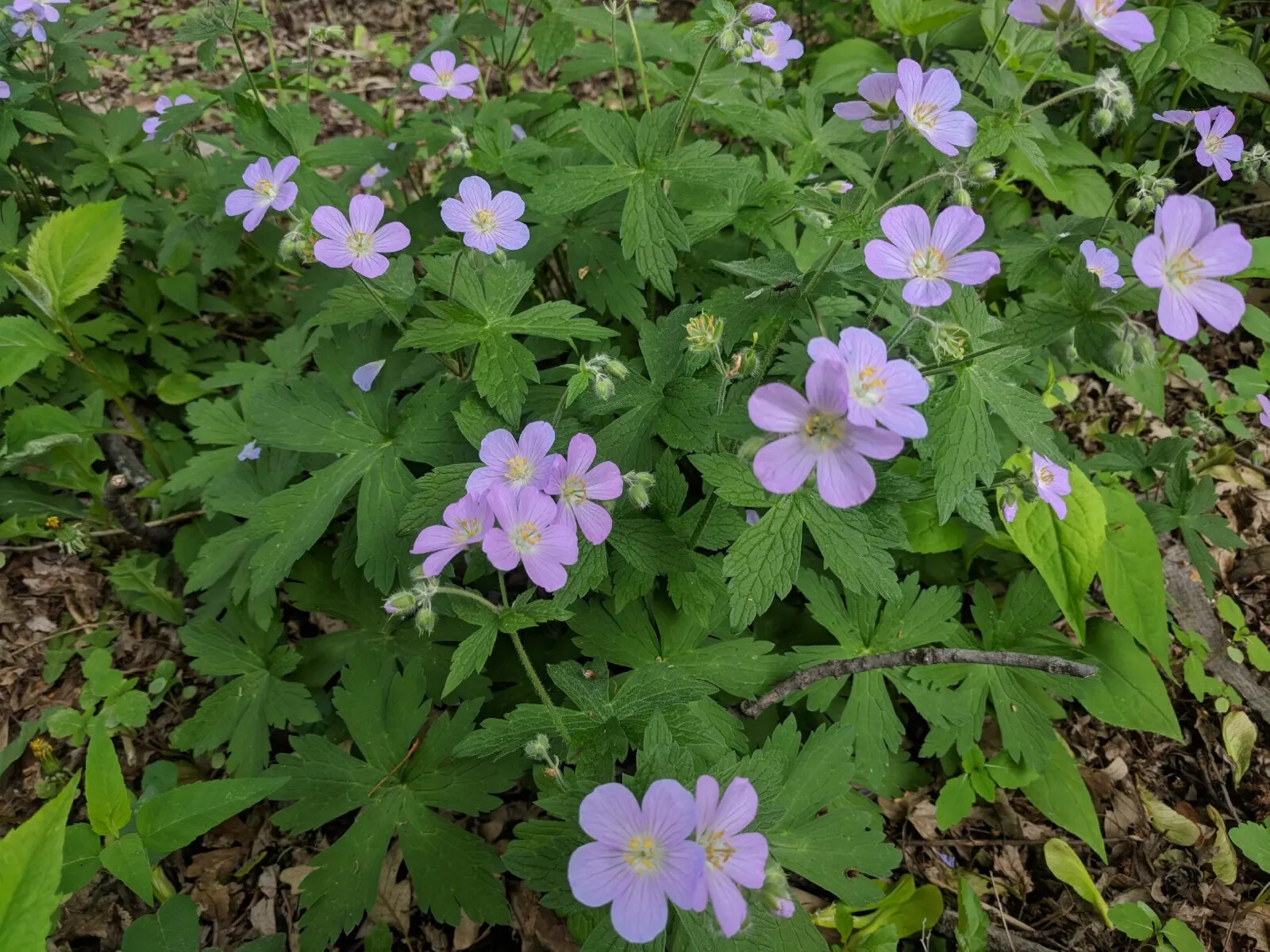 Wild Geranium ( Geranium canadense) | Bulbs