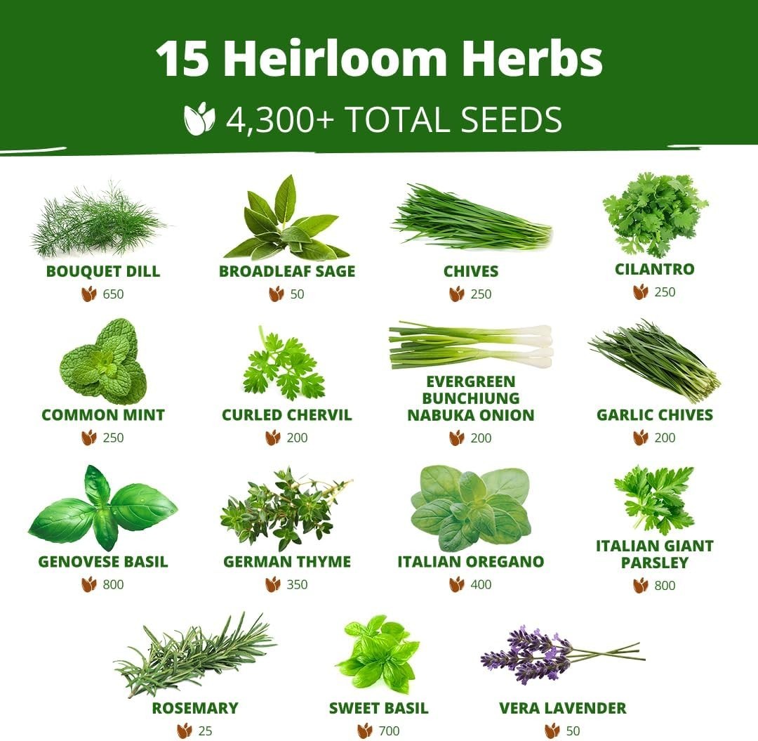 Culinary Herb Seed Vault – 15 Varieties, 4,300+ High Germination Seeds Included