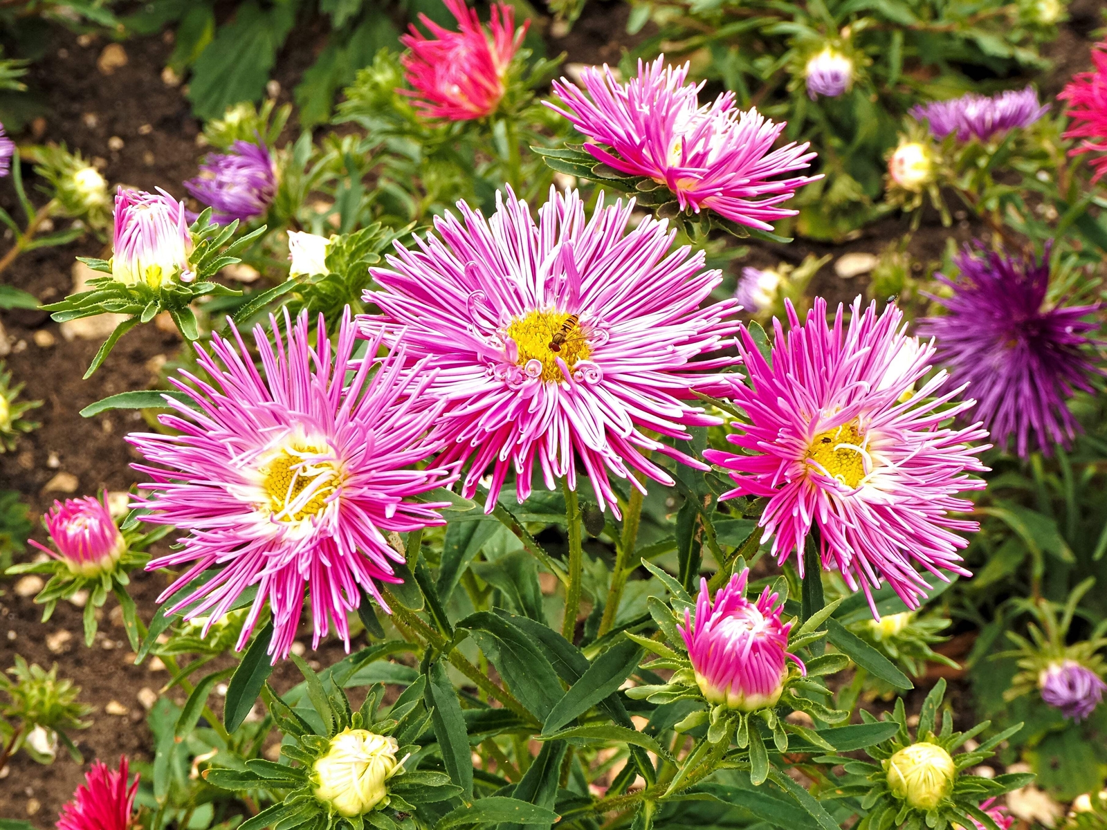 30 ROSE PINK NEEDLE ASTER Callistephus Chinensis Unicom Flower Seeds *Flat S/H