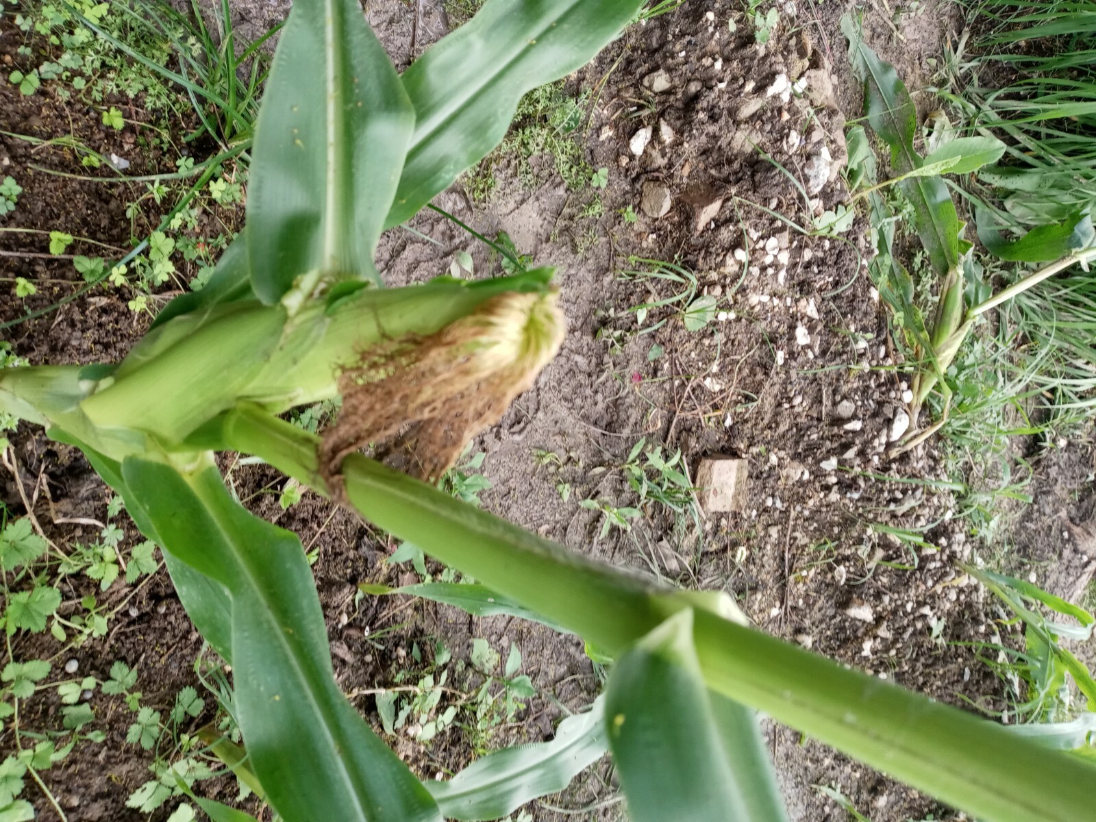 Bi-Licious Sweet Corn Hybrid Vegatable