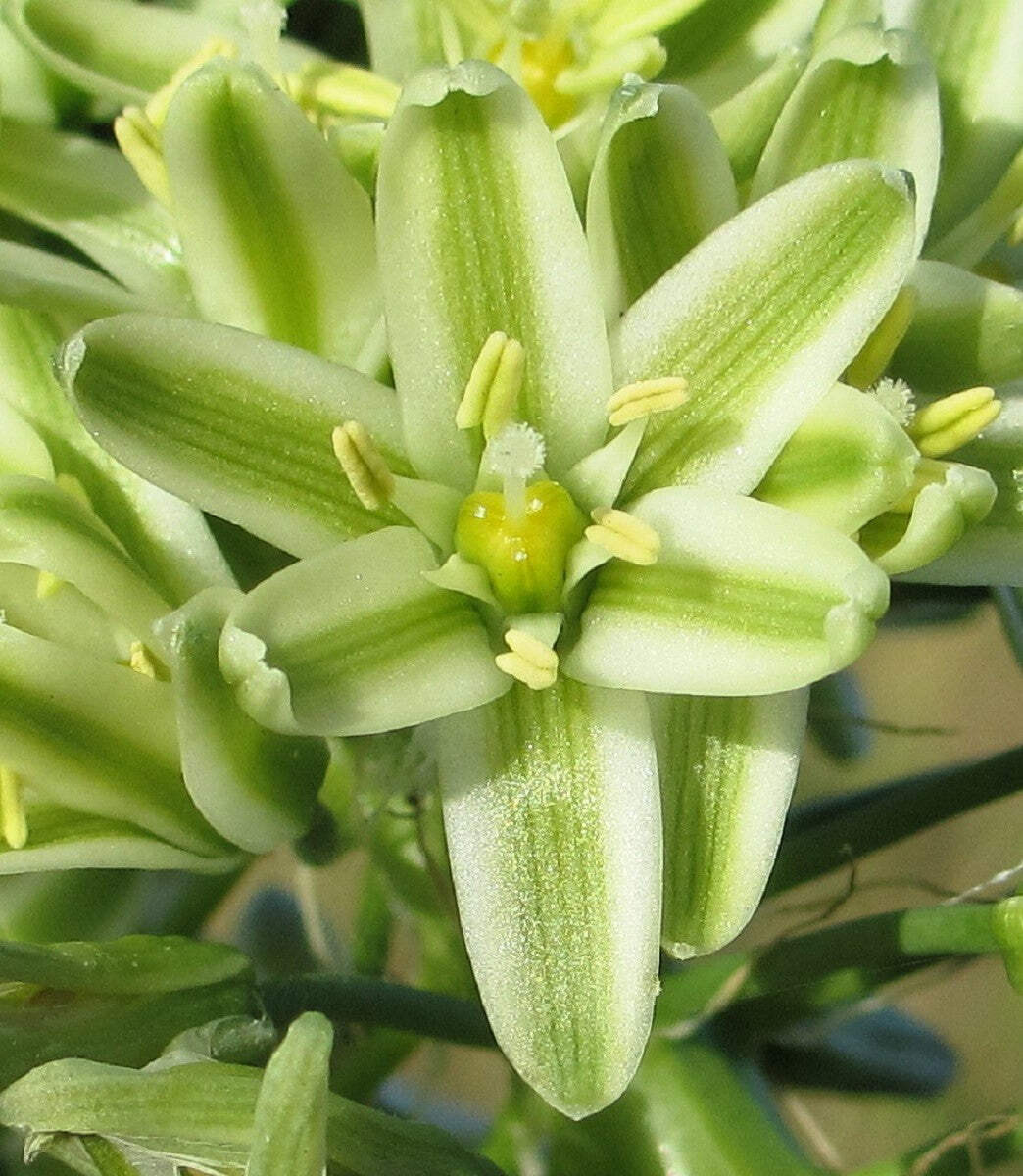 20 PREGNANT ONION SEEDS ak False Sea Onion Lily Ornithogalum Caudatum Houseplant