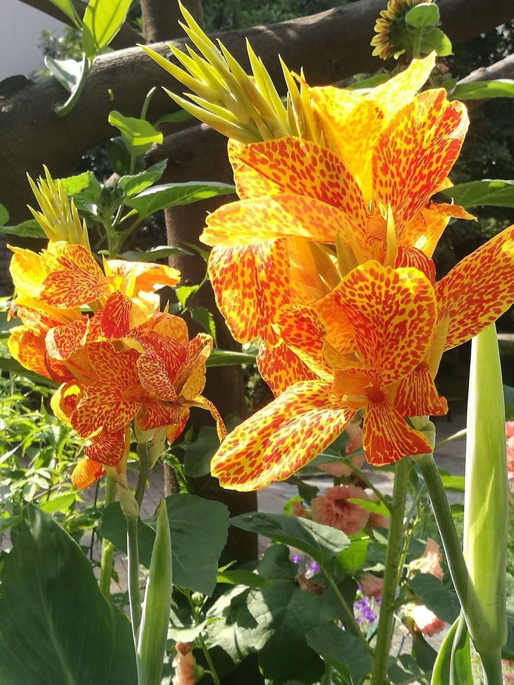 15+ Canna Lily Seeds Mix Colors Flowers Garden Plant Planting