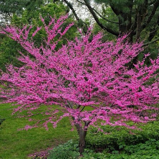 25 Eastern Red Bud Tree SEEDS Ready To Plant Now