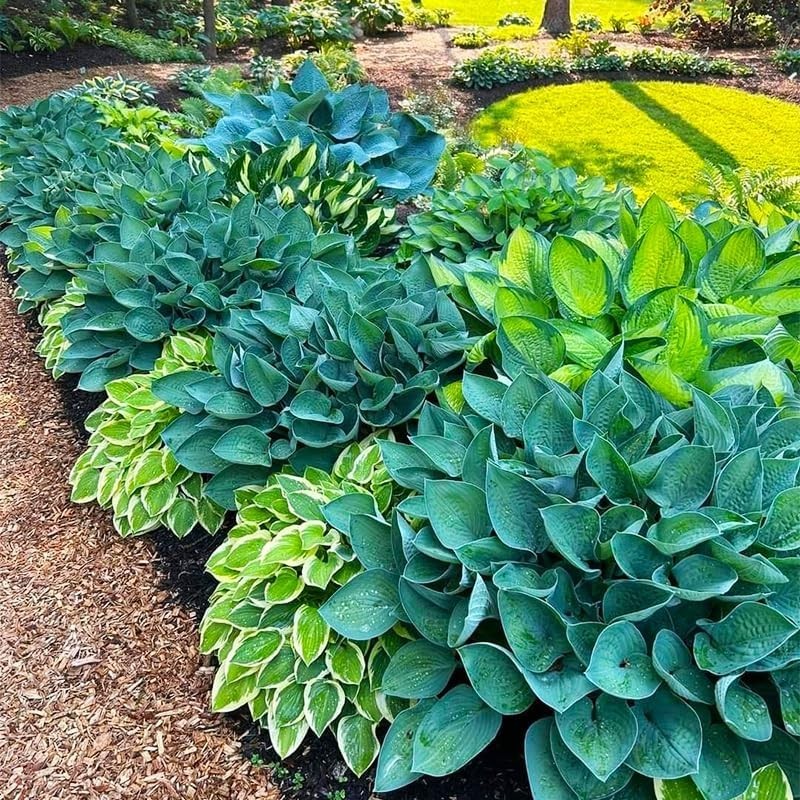 220+ Mixed Rare Hosta Seeds for Planting-Attract Pollinators Perennial Garden…