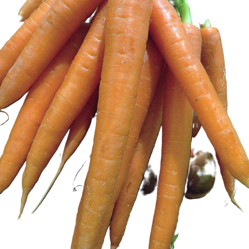 Tendersweet Carrot Seeds Untreated. Free Shipping!