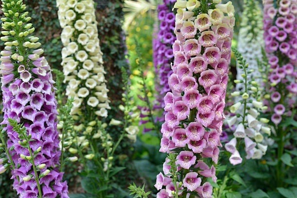 500+ SEEDS Foxglove Mixed Colors | Biennial Flower