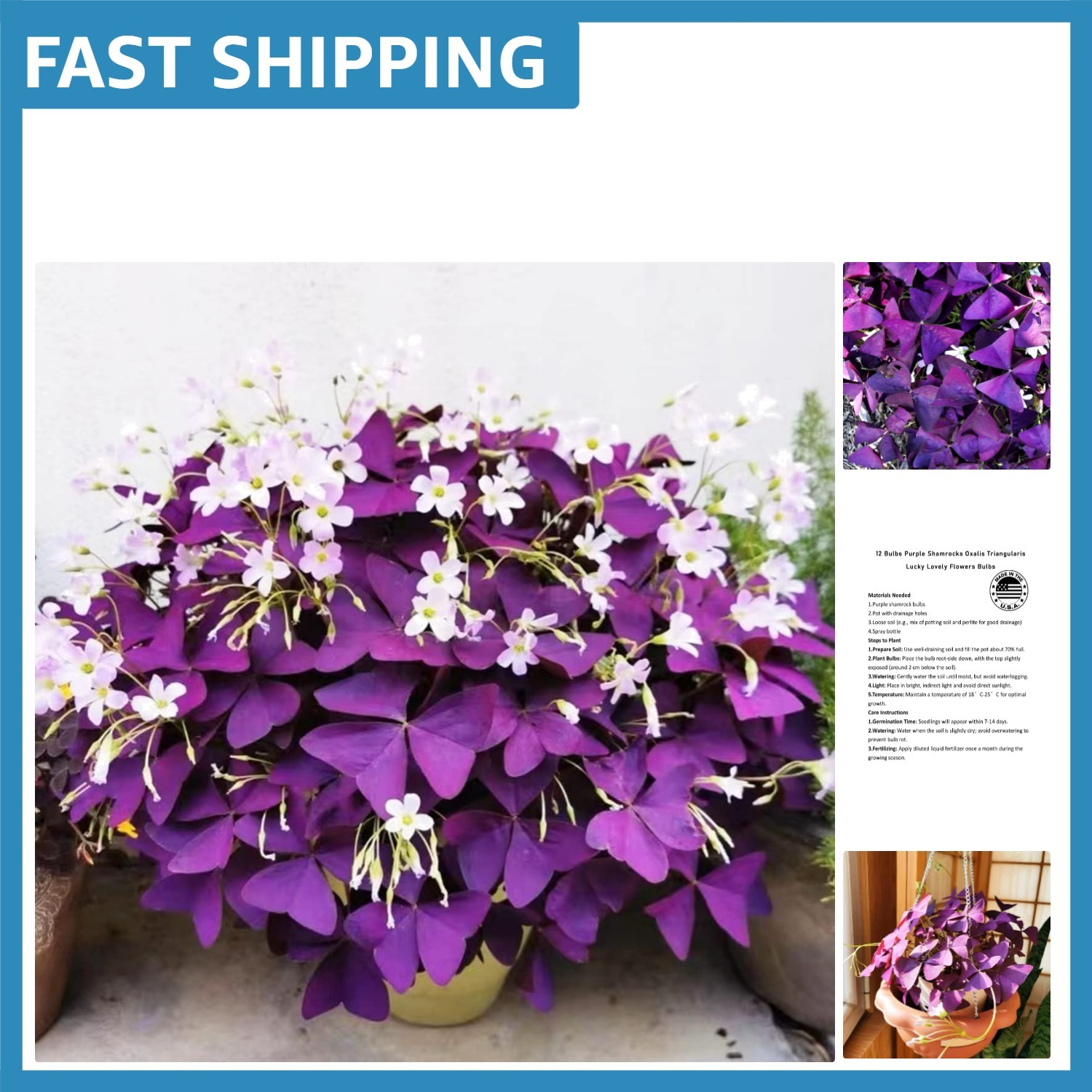 Transform Your Space with 12+ Purple Shamrock Bulbs – Easy & Beautiful Gardening