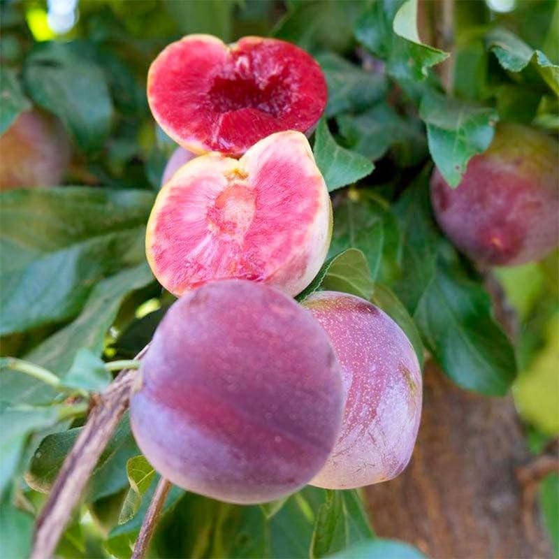 10+ Wild Plum Tree Fruit Seeds for Planting Outdoor-Perennial Non-GMO Fruit Tree