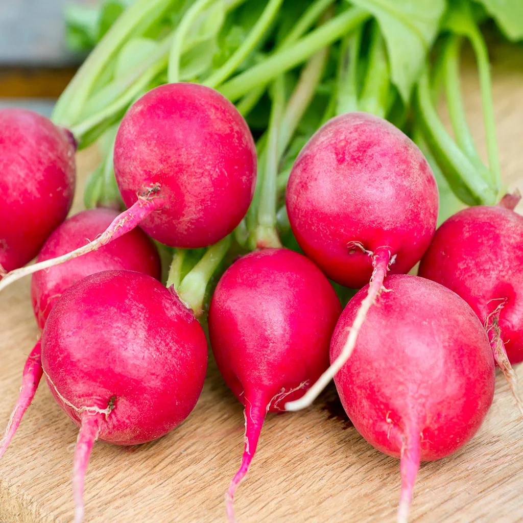 Pink Celebration Radish Seeds | Raphanus sativus Radishes Daikon New Color 2024