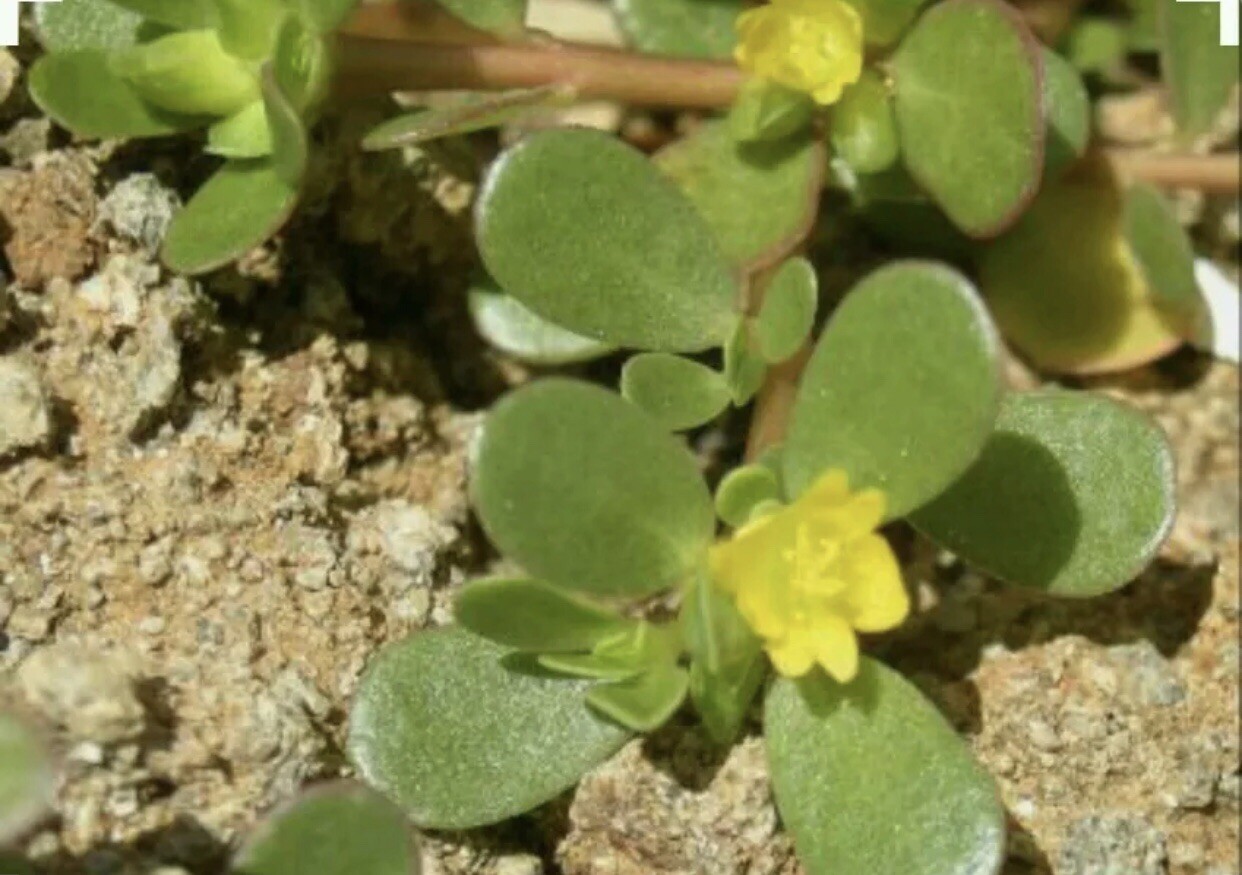 300+ Purslane Seeds-Organic-Non GMO- Portulaca oleracea