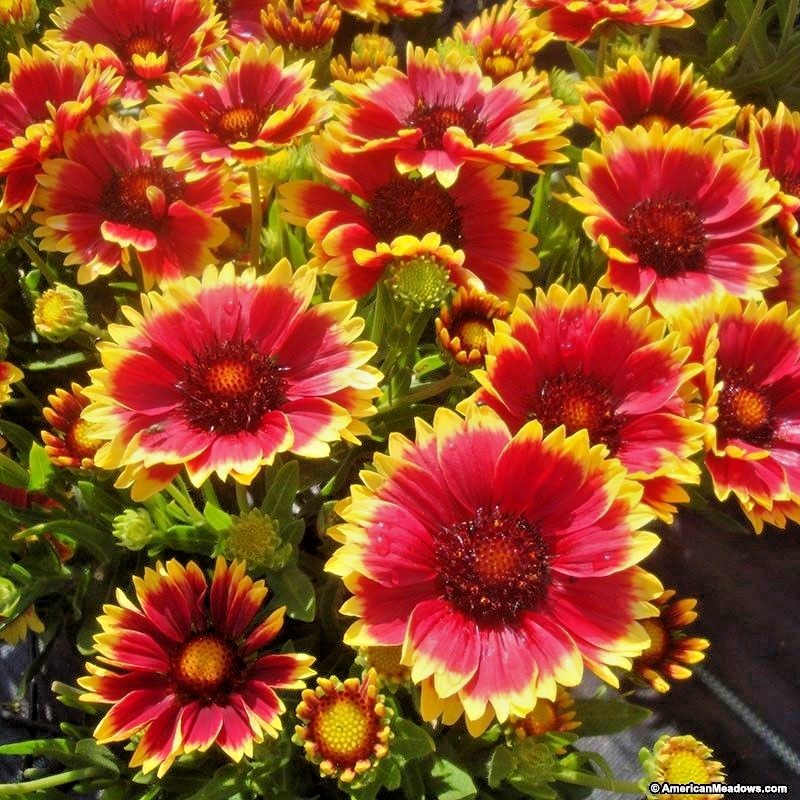 201+BLANKET FLOWER Seeds Native Wildflower Perennial Drought Heat Container Easy