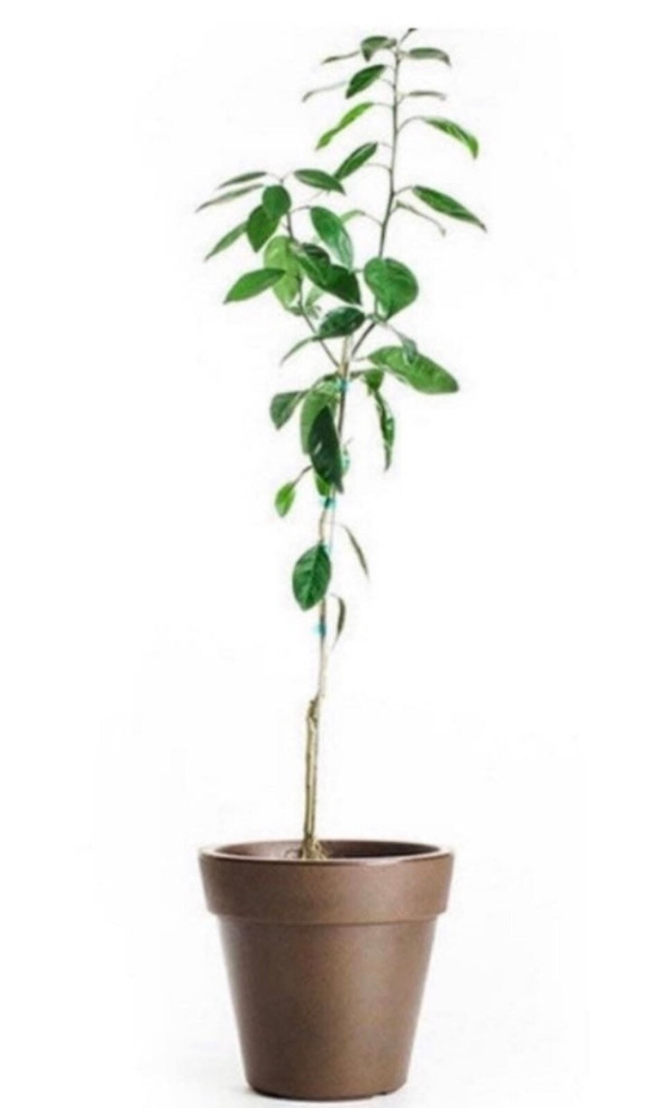California only!! Indio Mandarinquat Semi-Dwarf Kumquat Tree, 24-36 inches tall
