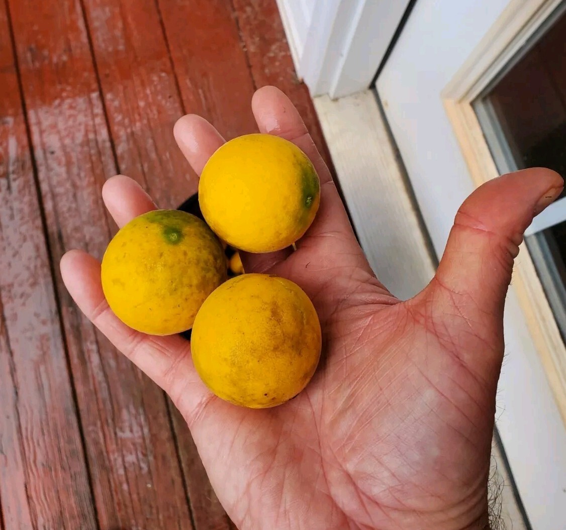 Poncirus Trifoliata Citrus Bush 🍊ACTUAL FRUIT SHIPPED Contain 100+ Seeds Inside