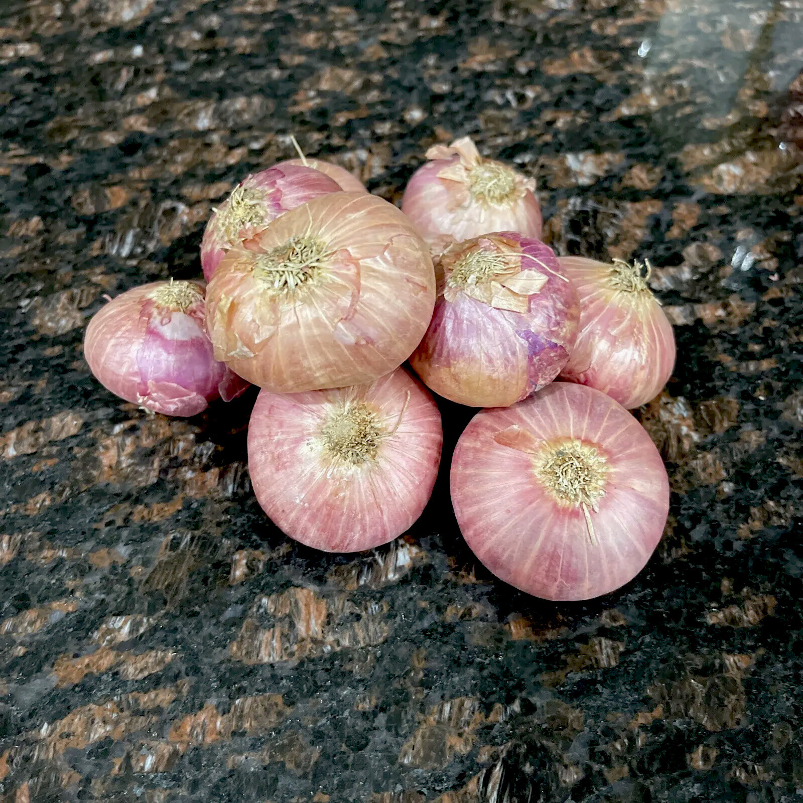 Shallots (5) Bulbs~For Planting or Eating