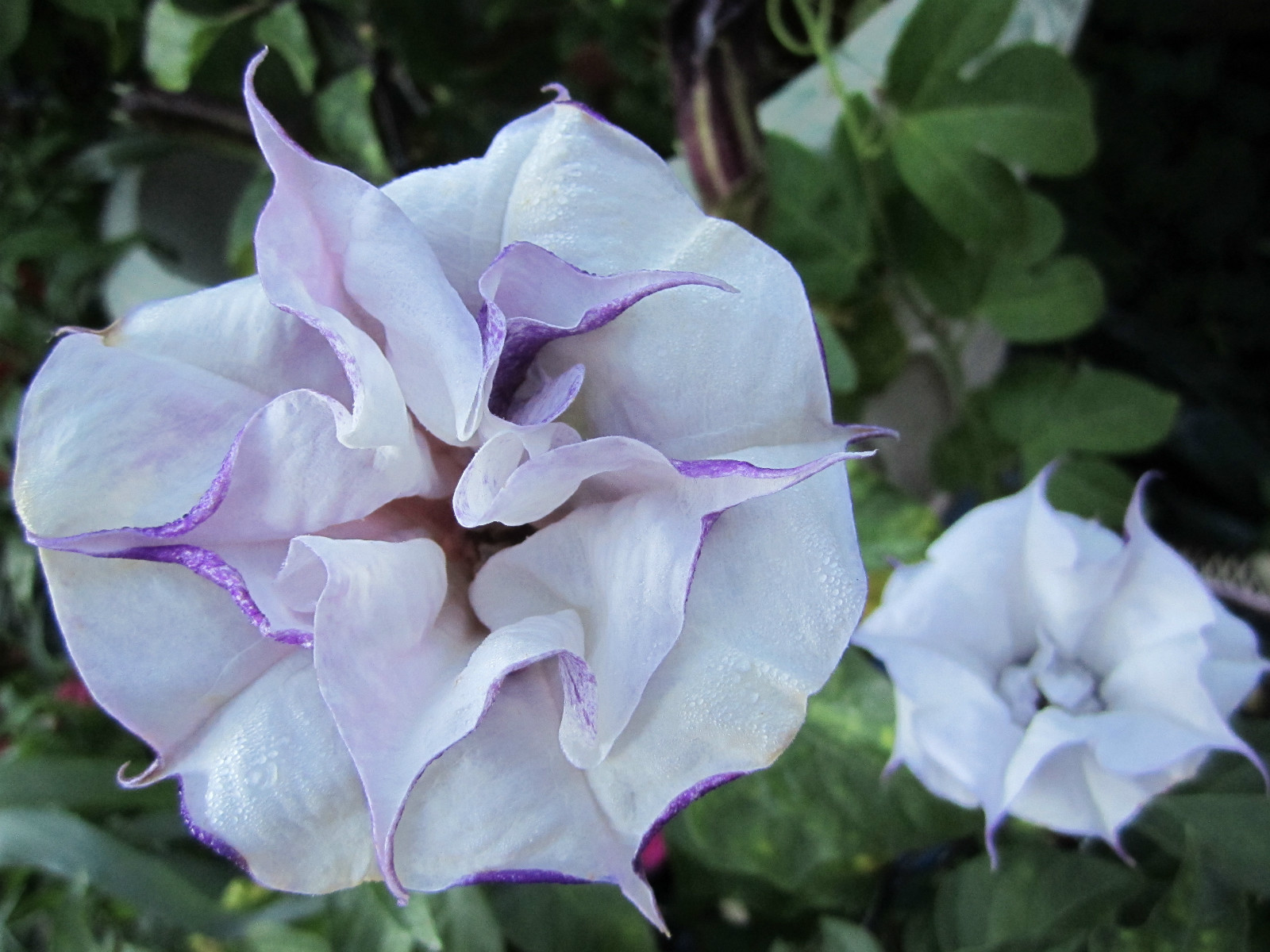 Double Purple & Yellow Angel Trumpet Mix Datura/ Brugmansia Fragrant – seeds 15