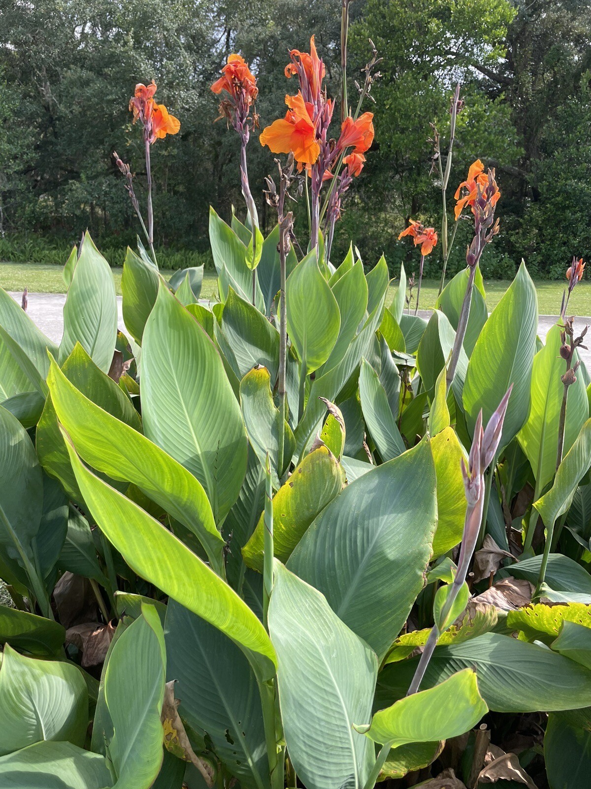Canna Lilly Bulbs (3 Count) Orange Grows 6 feet tall