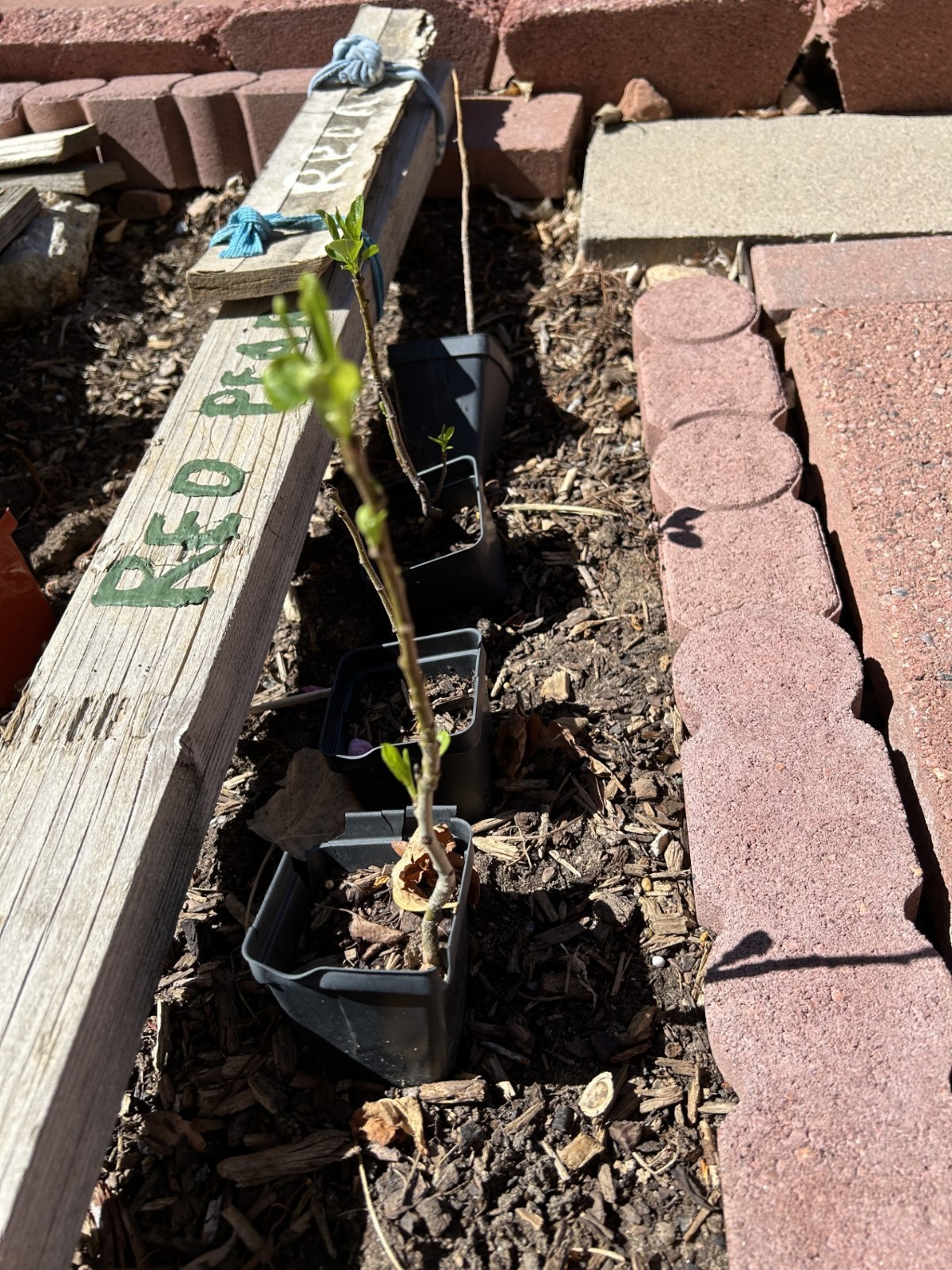 Red pear seeding-also called red beer pears, the pear with tender flesh, sweet