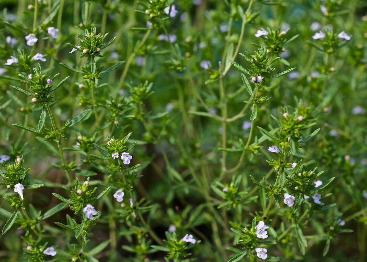 1000 Summer Savory Herb Seeds, Chubrica – Non-GMO – Always Fresh Seeds!