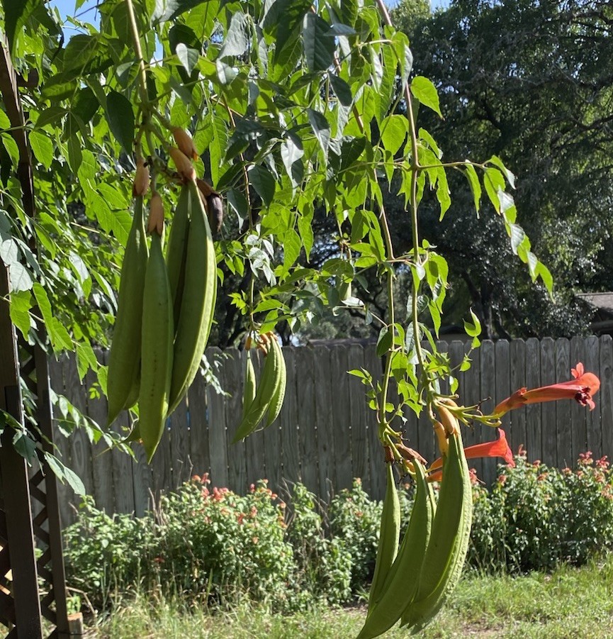 Orange Hummingbird (or Trumpet) Vine 25+ Seeds (Creeping Vine Plant) Pretty!