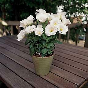 Lisianthus Sapphire White 250 seeds