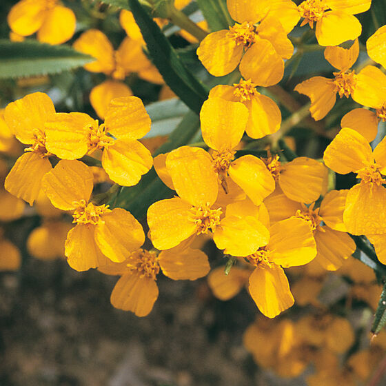 100+ Seeds Mexican Mint Tagetes lucida Marigold Spanish Tarragon Herb seeds USA