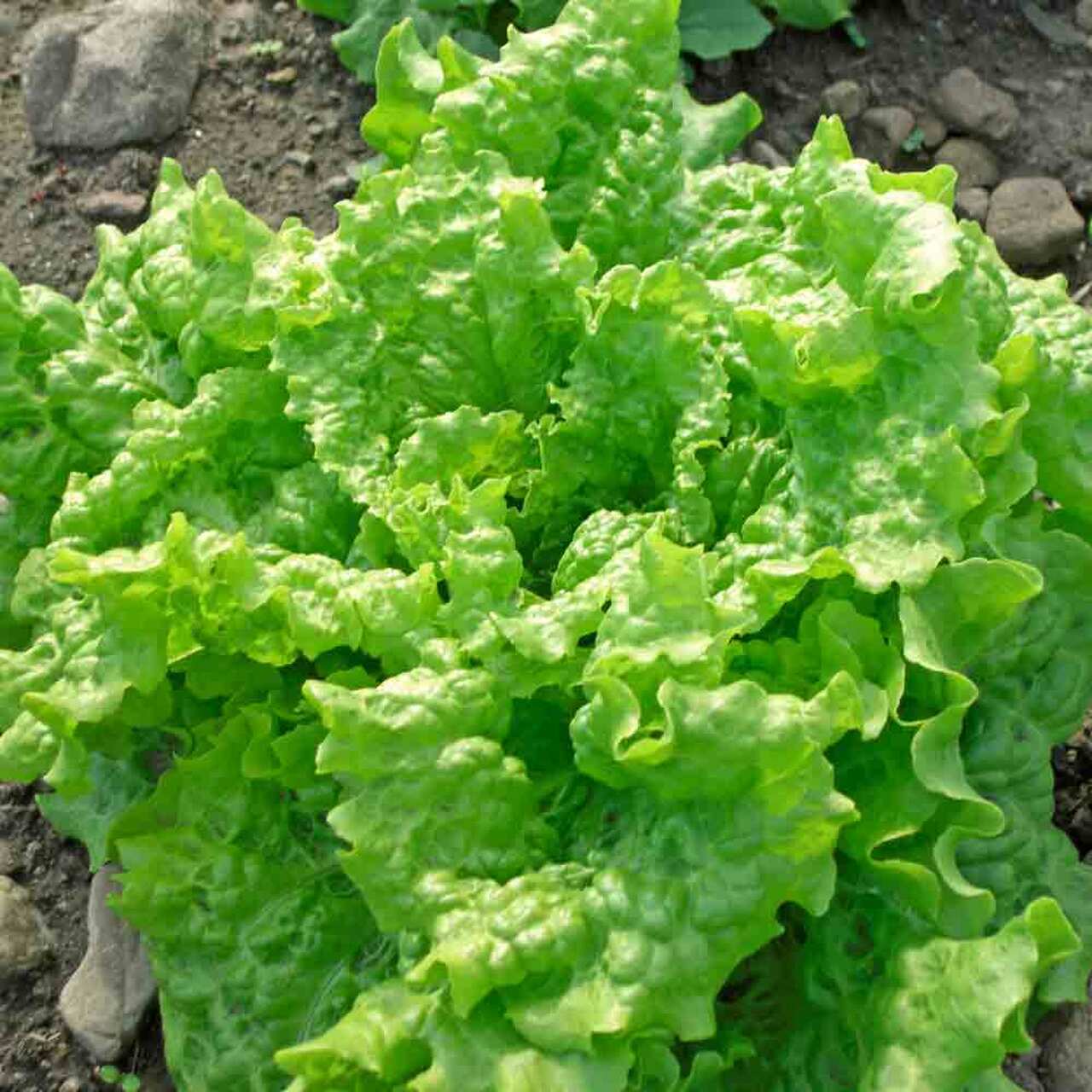 2000 BLACK SEEDED SIMPSON LETTUCE SEEDS ~ 2026 ~ heirloomseedguy ~ USA