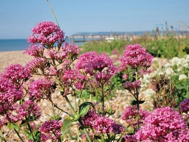 RED VALERIAN, 101 SEEDS, CENTRANTHUS RUBER, JUPITERS BEARD, EZ TO GROW