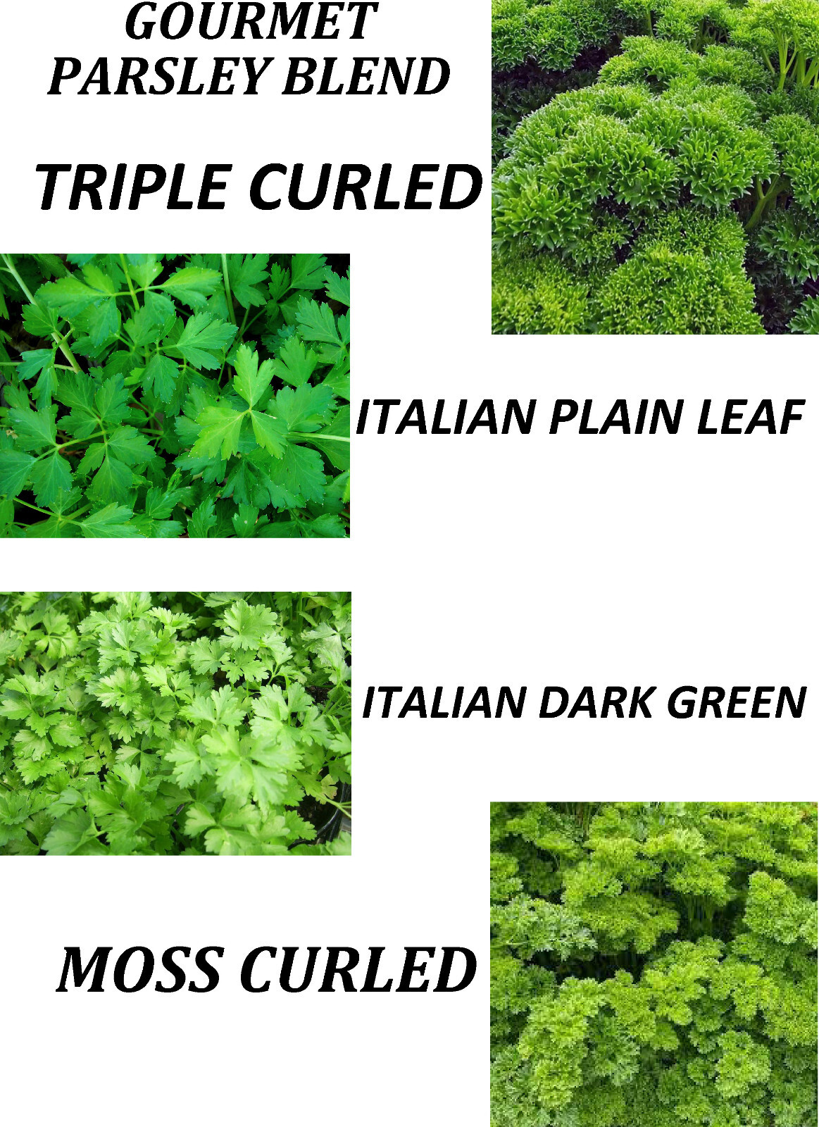 400 GOURMET PARSLEY BLEND – FRESH SEEDS FRESH HARVEST FOR 2024 GARDENS