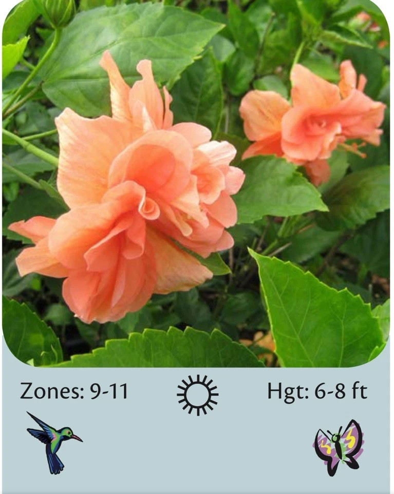 Joanne Hibiscus-SMALL ROOTED STARTER Plant-Hibiscus Rosa-sinensis