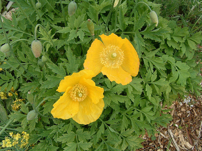 WELSH POPPY, 154+ SEEDS, ORANGE OR YELLOW FLOWERS BLOOMING IN SHADE, USA SELLER