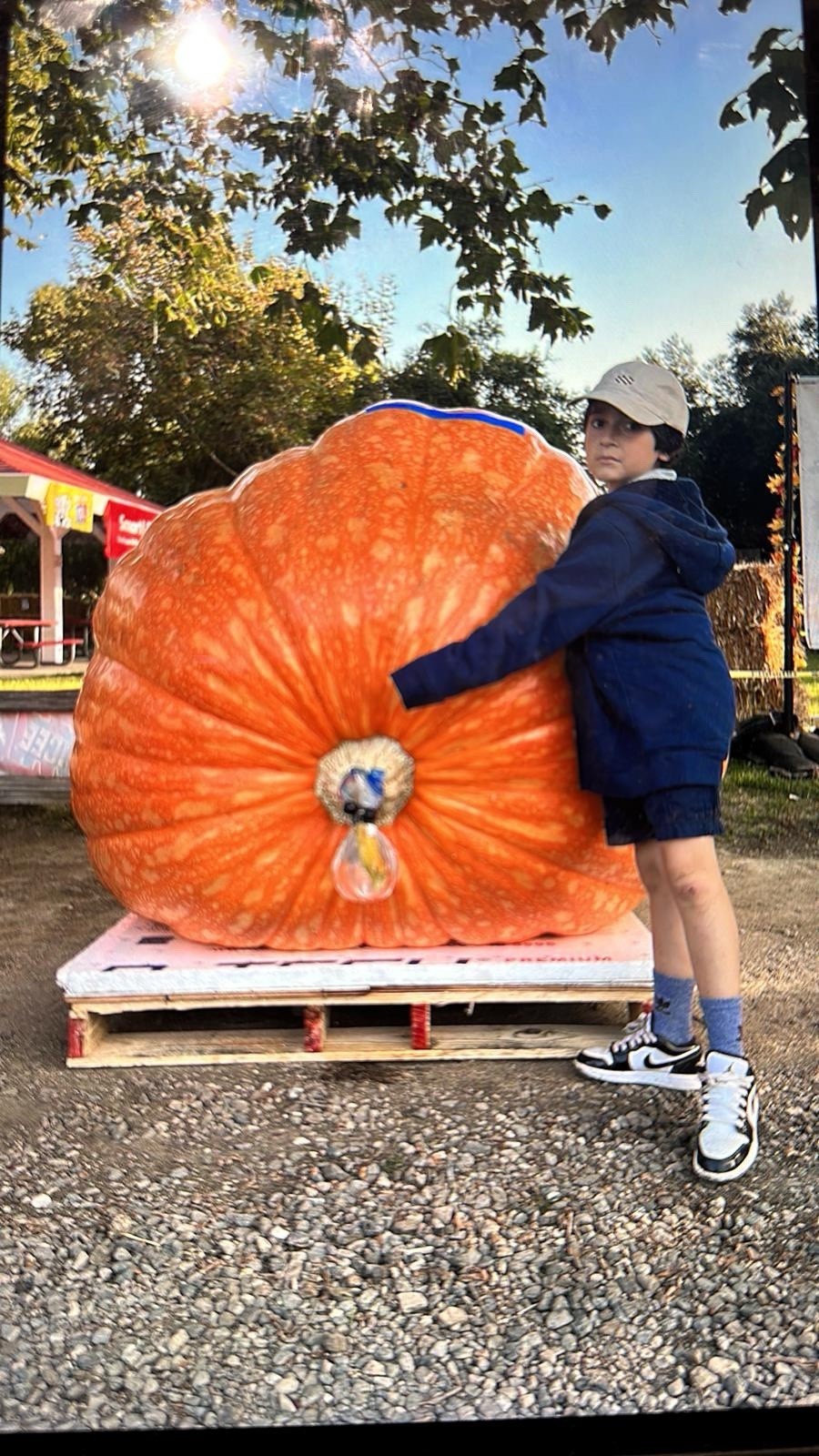 calabazas gigantes con más de 1000 libras paquete de 2 semilla por $28
