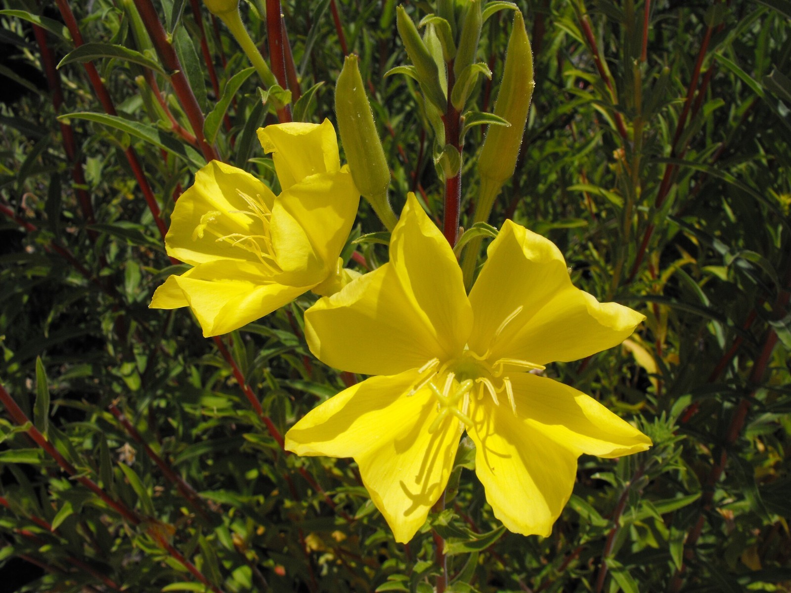 Hooker’s Evening Primrose Seeds for California Native Garden Plants for Drought