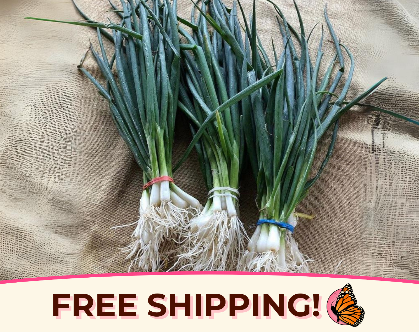 1300+ Bunching Onion Seeds ‘Tokyo Long White’ | Heirloom, Non-GMO Vegetable Seed