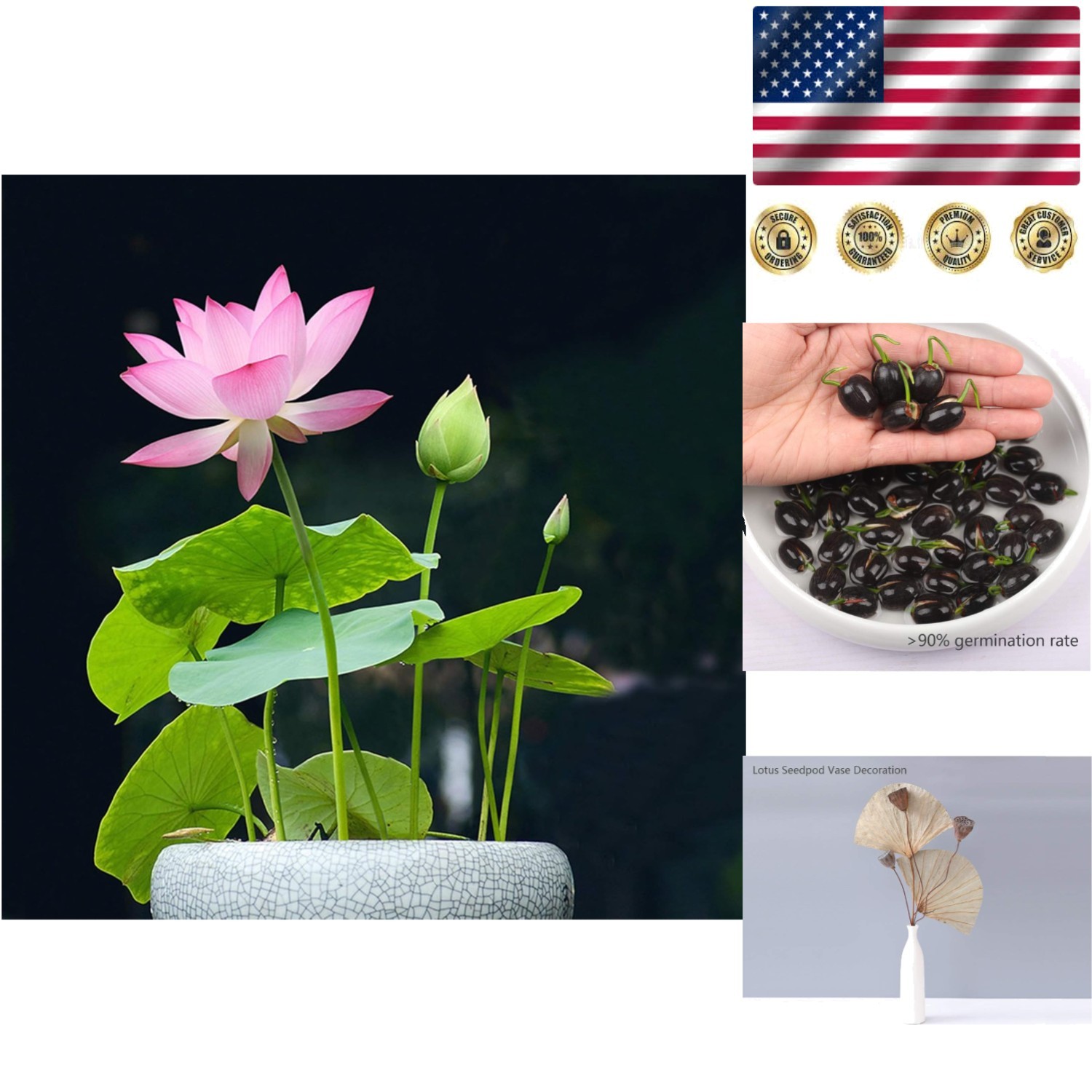 Elegant Lotus Flower Seeds – Mixed Pink & Red for Home Gardening (12 Count)