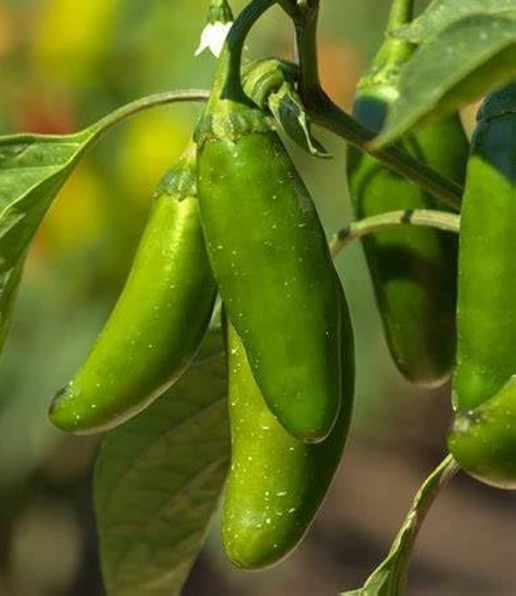 20 Fresh Classic Early Jalapeño Premium Pepper Seeds-A 23
