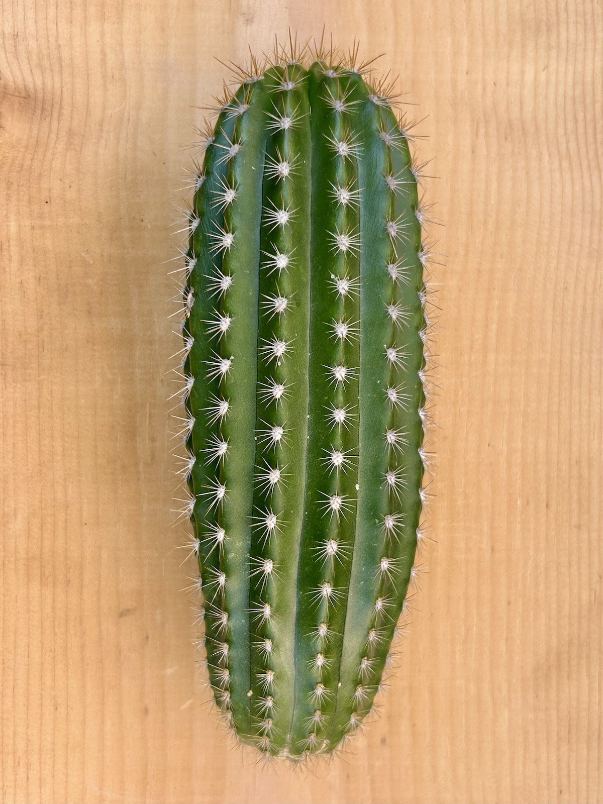 9 Inch Echinopsis Hybrid ‘Flying Saucer’ Cutting Fully Cured Ready To Plant #2