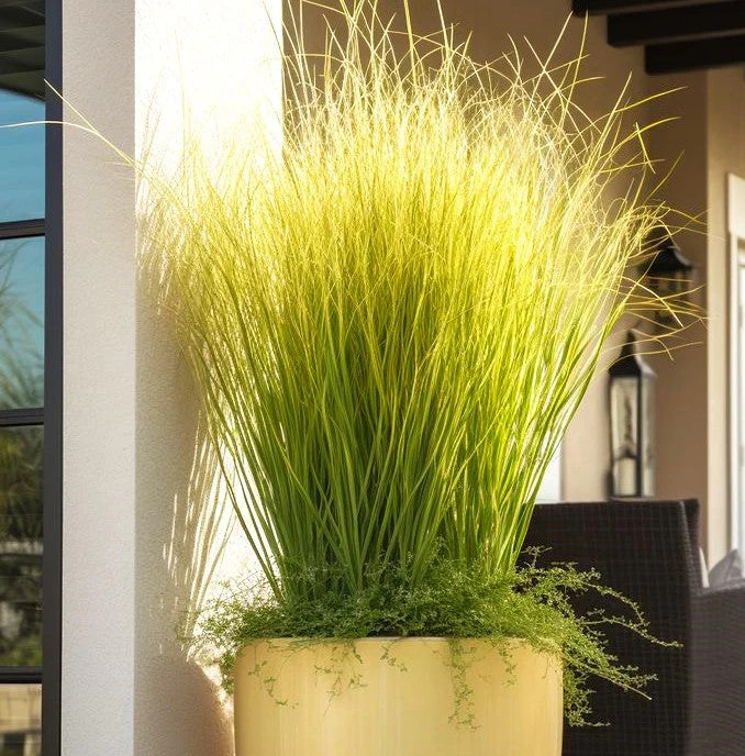 West Indian Lemongrass Seeds | Citronella Lemon Grass Mosquito Repellent 2025