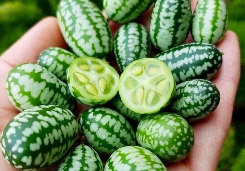 20 Seeds Cucamelon Melon Fast Growing Sweet Tasting USA Seller