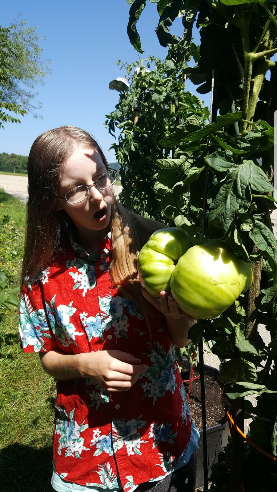 Giant Tomato Seeds X20! Big Zac! Award Winning!Can Produce Fruit Well Over 5lbs!