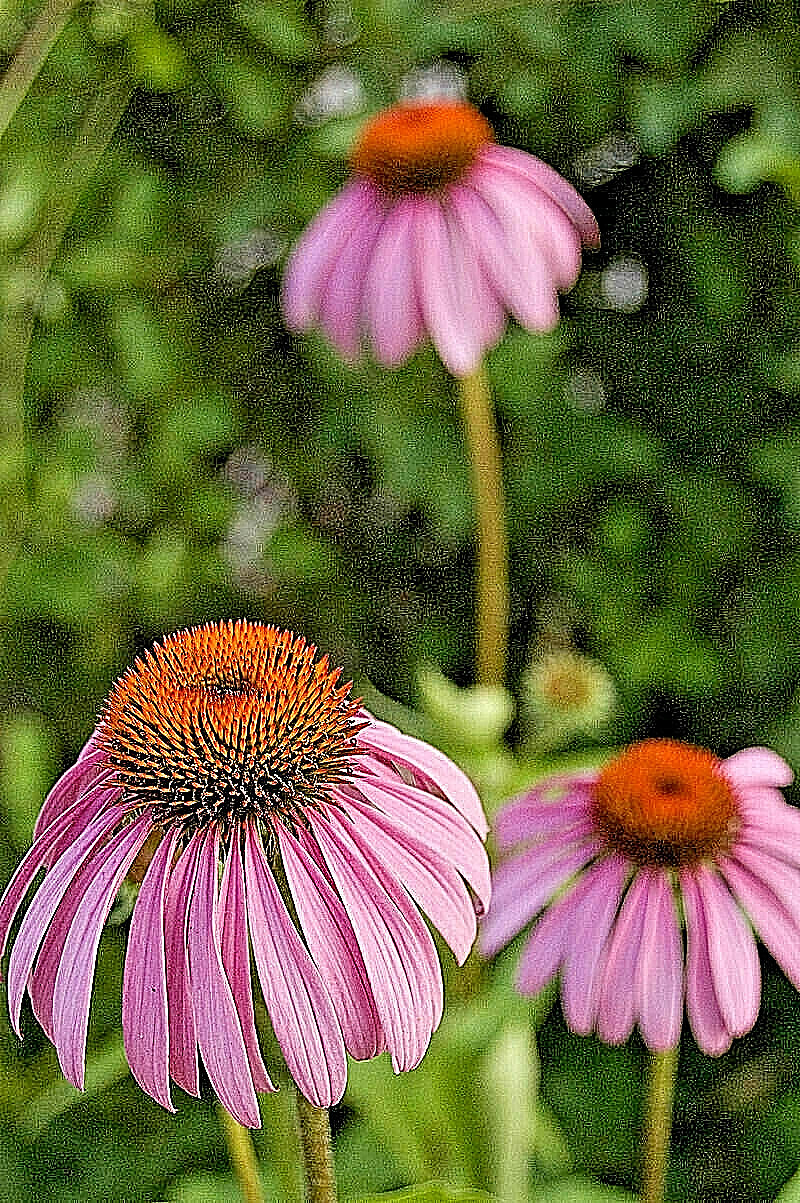 purple Echinacea 100 seeds, coneflower, large daisy-like flowers, herb.